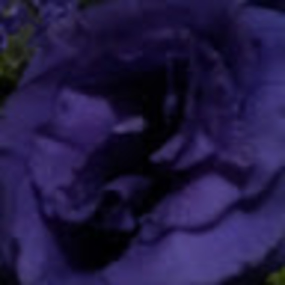 Meet your Posher, Chayenne - Picture 1 of 1